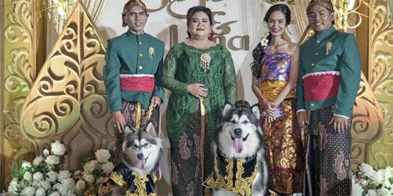 Indonésie : Un « mariage » somptueux de chiens qui suscite polémique