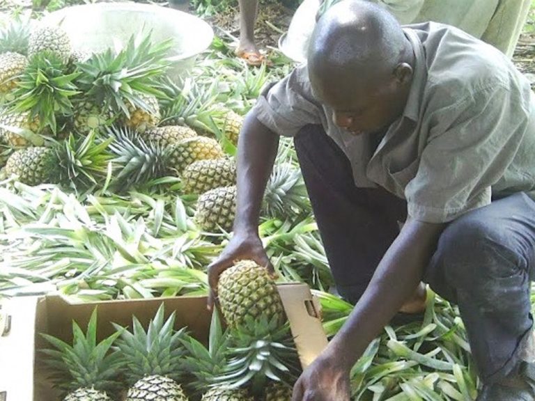 Afrique : Zoom sur l’horticulture au Togo, un secteur prometteur 