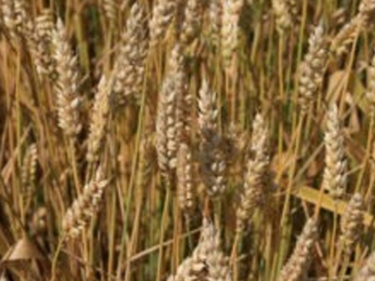 Afrique/Égypte : Renforcement de la sécurité alimentaire, objectif 3,5 Millions de tonnes de blé local 